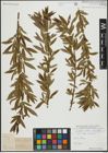 Foto von Salix alba L. x Salix fragilis L.